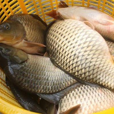 Cá chép giòn